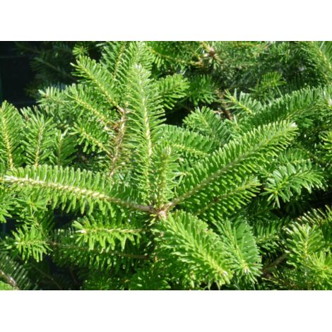  Abete Di Corea "Abies Koreana" Pianta In Vaso 18 Cm H. 30/40 Cm