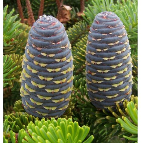  Abete Di Corea "Abies Koreana" Pianta In Vaso 18 Cm H. 30/40 Cm