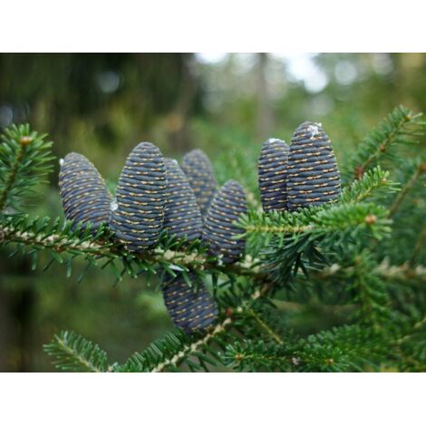  Abete Di Corea "Abies Koreana" Pianta In Vaso 18 Cm H. 30/40 Cm