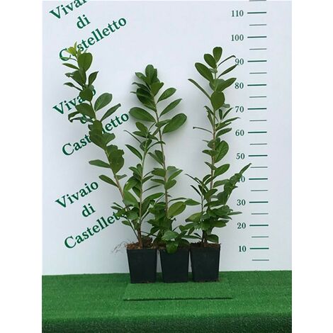  Lauroceraso "Prunus Laurocerasus" Pianta Da Siepe In Vaso H. 40/60 Cm