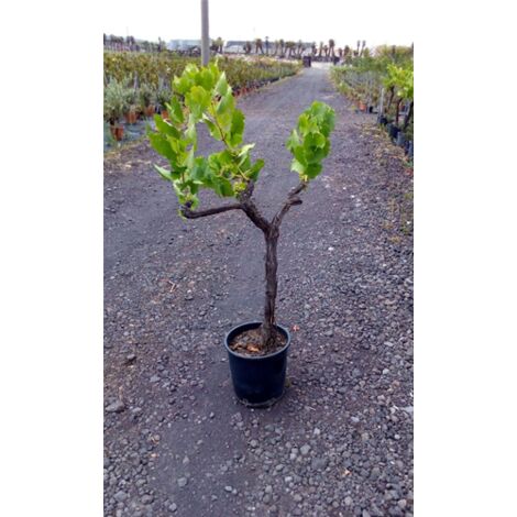  Vite Uva Da Tavola Vitigno Autoctono Pianta In Mastello 40 Cm FOTO REALI