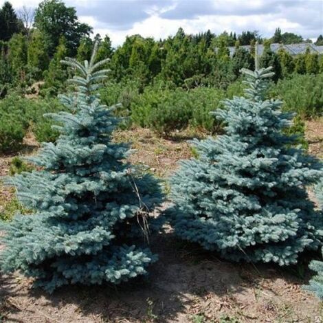  Abete Argentato Pino Blu "Picea Pungens Glauca Blue Diamond" Pianta In Vaso 18 Cm H. 50/60 Cm