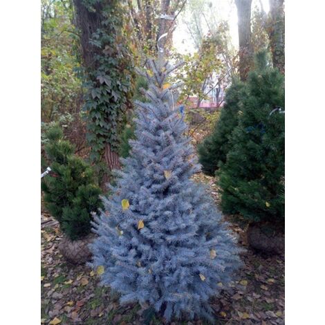  Abete Argentato Pino Blu "Picea Pungens Glauca Blue Diamond" Pianta In Vaso 18 Cm H. 50/60 Cm