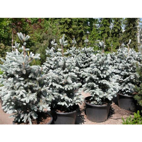  Abete Argentato Pino Blu "Picea Pungens Glauca Blue Diamond" Pianta In Vaso 18 Cm H. 50/60 Cm