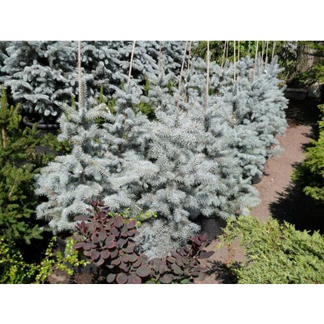  Abete Argentato Pino Blu "Picea Pungens Glauca Blue Diamond" Pianta In Vaso 18 Cm H. 50/60 Cm