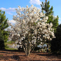  Magnolia Stellata Pianta In Vaso 19 Cm H. 100/120 Cm