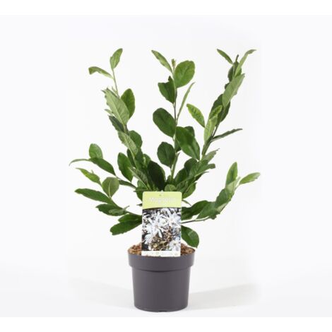  Magnolia Stellata Pianta In Vaso 19 Cm H. 100/120 Cm
