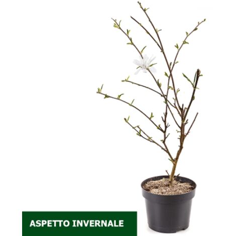  Magnolia Stellata Pianta In Vaso 19 Cm H. 100/120 Cm