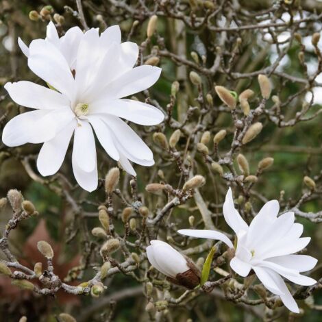  Magnolia Stellata Pianta In Vaso 19 Cm H. 100/120 Cm