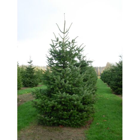  Abete Del Caucaso "Abies Nordmanniana" Pianta In Vaso H. 20/30 Cm