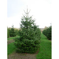  Abete Del Caucaso "Abies Nordmanniana" Pianta In Vaso H. 20/30 Cm