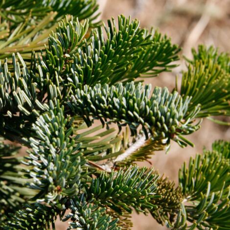  Abete Del Caucaso "Abies Nordmanniana" Pianta In Vaso H. 20/30 Cm