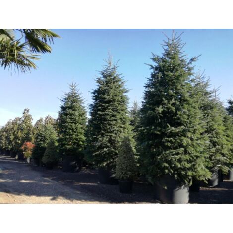  Abete Del Caucaso "Abies Nordmanniana" Pianta In Vaso H. 20/30 Cm