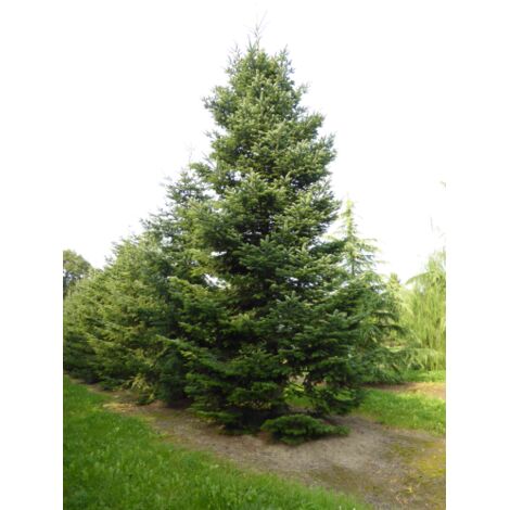  Abete Del Caucaso "Abies Nordmanniana" Pianta In Vaso H. 20/30 Cm