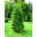  Thuja Occidentalis "Brabant" Pianta In Vaso 11 Cm H. 40/60 Cm