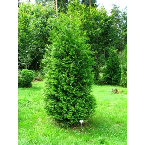  Thuja Occidentalis "Brabant" Pianta In Vaso 11 Cm H. 40/60 Cm