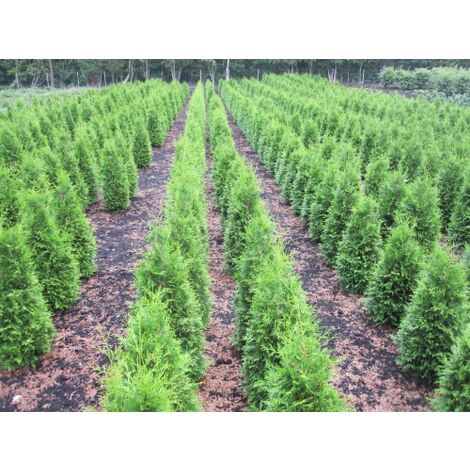  Thuja Occidentalis "Brabant" Pianta In Vaso 11 Cm H. 40/60 Cm