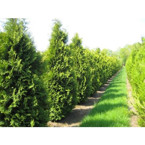  Thuja Occidentalis "Brabant" Pianta In Vaso 11 Cm H. 40/60 Cm