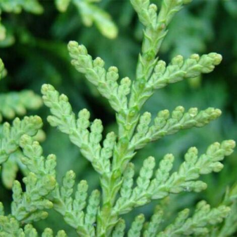  Thuja Occidentalis "Brabant" Pianta In Vaso 11 Cm H. 40/60 Cm