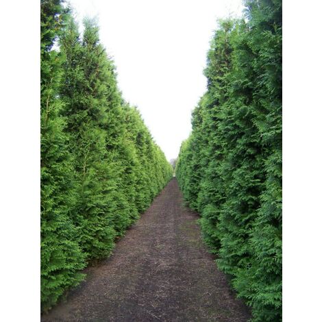  Thuja Occidentalis "Brabant" Pianta In Vaso 11 Cm H. 40/60 Cm