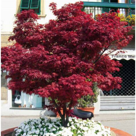  Acero Rosso Giapponese "Acer Palmatum Fireglow" Pianta In Vaso 22 Cm