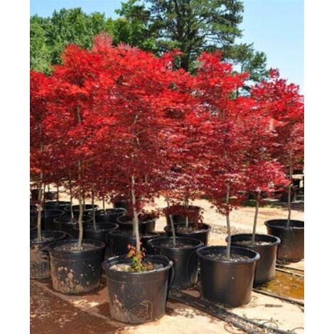  Acero Rosso Giapponese "Acer Palmatum Fireglow" Pianta In Vaso 22 Cm