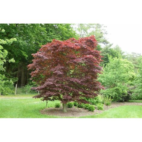  Acero Rosso Giapponese "Acer Palmatum Fireglow" Pianta In Vaso 22 Cm