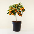  Kumquat "Fortunella Margarita" Mandarino Cinese Pianta In Vaso 22 Cm
