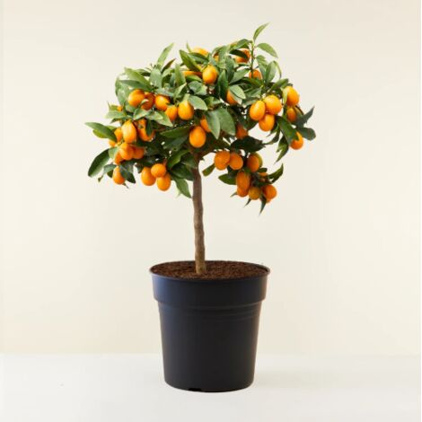  Kumquat "Fortunella Margarita" Mandarino Cinese Pianta In Vaso 22 Cm