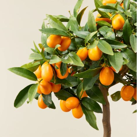  Kumquat "Fortunella Margarita" Mandarino Cinese Pianta In Vaso 22 Cm