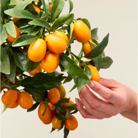  Kumquat "Fortunella Margarita" Mandarino Cinese Pianta In Vaso 22 Cm