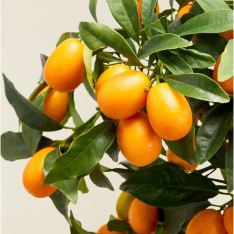  Kumquat "Fortunella Margarita" Mandarino Cinese Pianta In Vaso 22 Cm