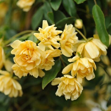  Banksiae Lutea Plena