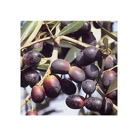  Olivo Leccino 3 Anni