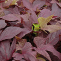  Ipomea "Sweet Caroline Light Copper"