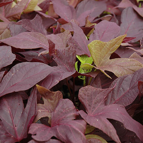  Ipomea "Sweet Caroline Light Copper"