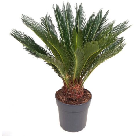  Cicas "Cycas Revoluta" Palma Pianta In Vaso 25 Cm