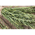  Salicornia O Asparago Di Mare - 1 Pianta V.14 Cm - Orto Mio