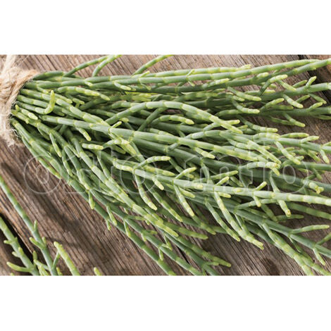  Salicornia O Asparago Di Mare - 1 Pianta V.14 Cm - Orto Mio